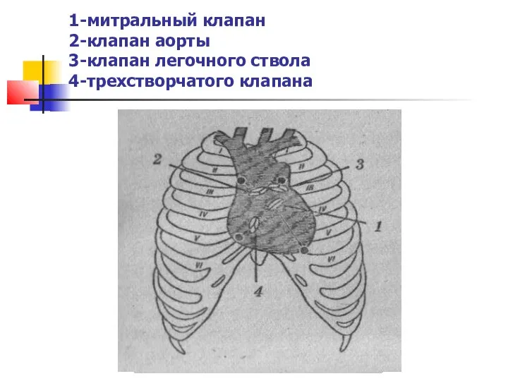 1-митральный клапан 2-клапан аорты 3-клапан легочного ствола 4-трехстворчатого клапана