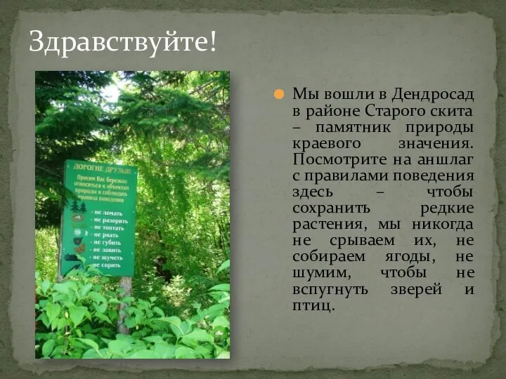 Мы вошли в Дендросад в районе Стар0го скита – памятник природы краевого