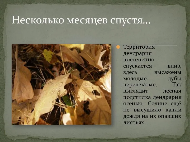 Несколько месяцев спустя… Территория дендрария постепенно спускается вниз, здесь высажены молодые дубы