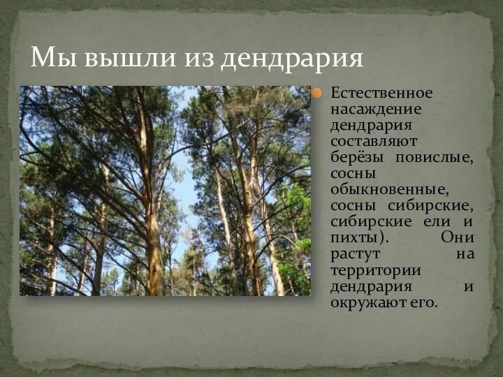 Мы вышли из дендрария Естественное насаждение дендрария составляют берёзы повислые, сосны обыкновенные,