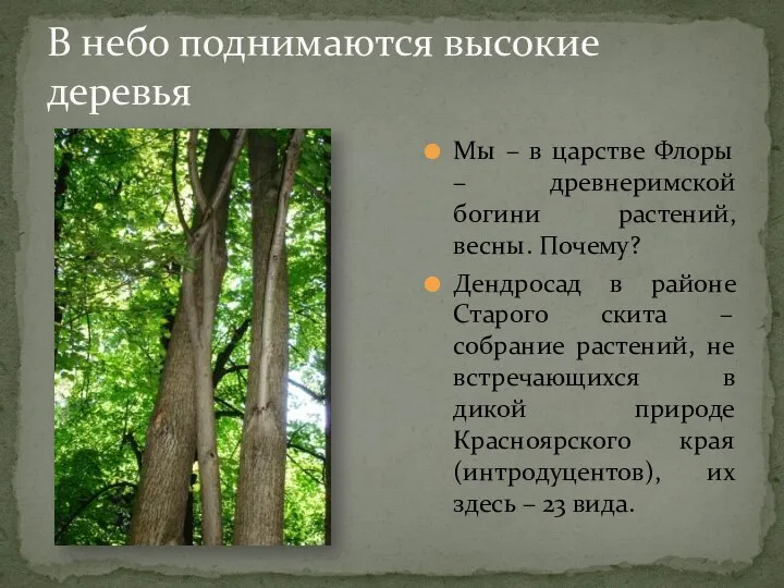 В небо поднимаются высокие деревья Мы – в царстве Флоры – древнеримской