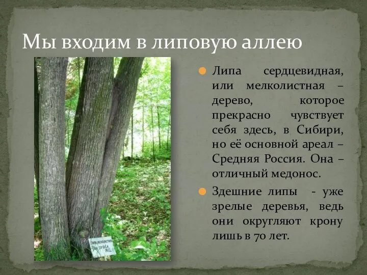 Мы входим в липовую аллею Липа сердцевидная, или мелколистная – дерево, которое