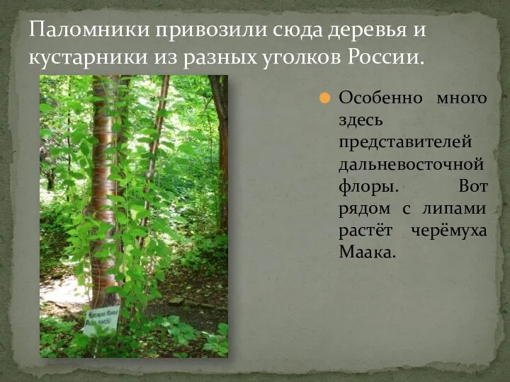 Паломники привозили сюда деревья и кустарники из разных уголков России. Особенно много
