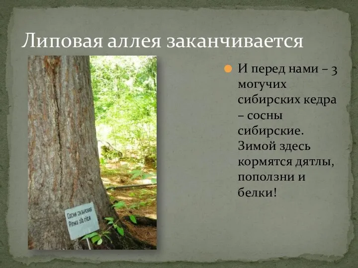 Липовая аллея заканчивается И перед нами – 3 могучих сибирских кедра –