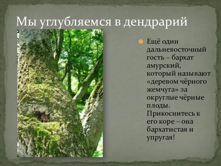 Мы углубляемся в дендрарий Ещё один дальневосточный гость – бархат амурский, который