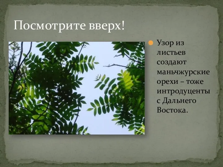 Посмотрите вверх! Узор из листьев создают маньчжурские орехи – тоже интродуценты с Дальнего Востока.