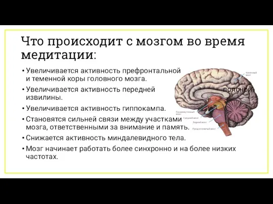 Что происходит с мозгом во время медитации: Увеличивается активность префронтальной и теменной