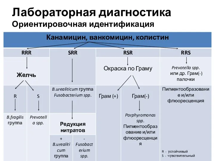 Лабораторная диагностика Ориентировочная идентификация