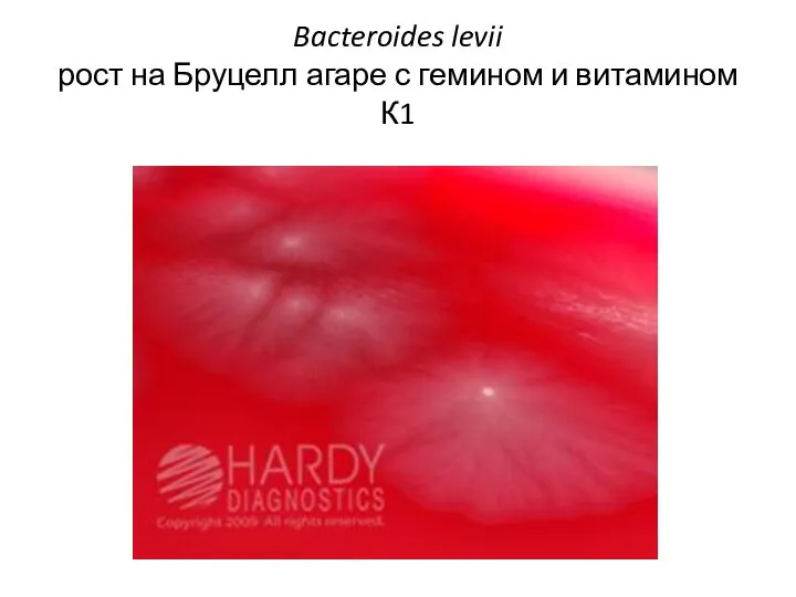 Bacteroides levii рост на Бруцелл агаре с гемином и витамином К1