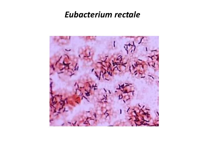 Eubacterium rectale