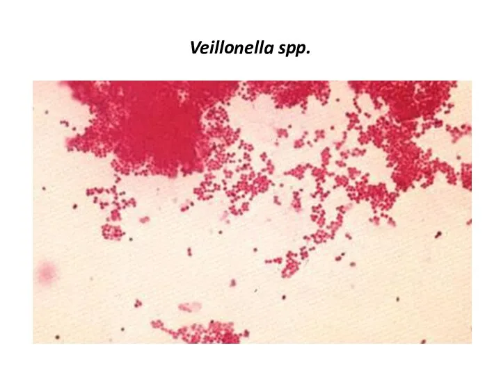 Veillonella spp.
