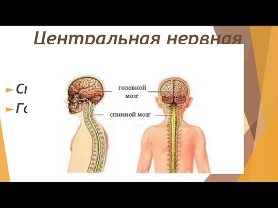 Центральная нервная система (ЦНС) Спинной мозг Головной мозг