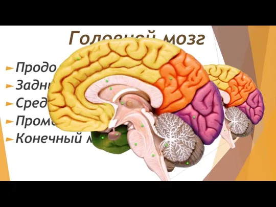 Головной мозг Продолговатый мозг Задний мозг Средний мозг Промежуточный мозг Конечный мозг