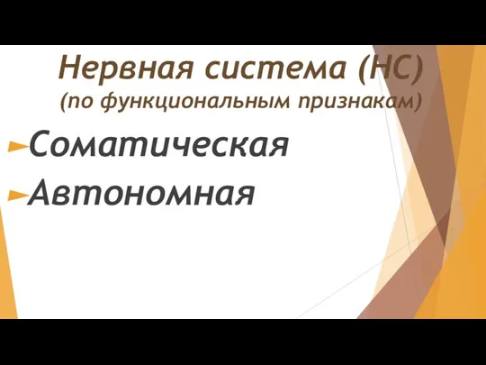 Нервная система (НС) (по функциональным признакам) Соматическая Автономная