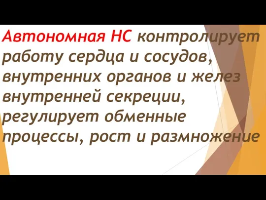 Автономная НС контролирует работу сердца и сосудов, внутренних органов и желез внутренней