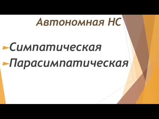 Автономная НС Симпатическая Парасимпатическая