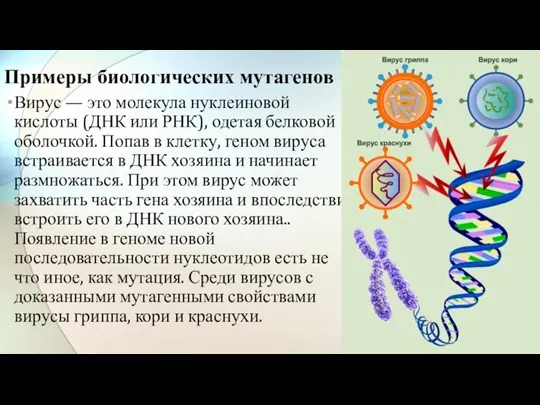 Вирус — это молекула нуклеиновой кислоты (ДНК или РНК), одетая белковой оболочкой.