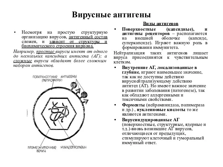 Вирусные антигены Несмотря на простую структурную организацию вирусов, антигенный состав сложен, и