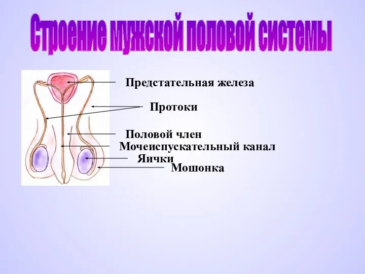 Строение мужской половой системы