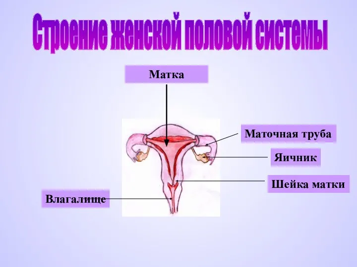 Строение женской половой системы