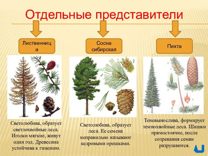 Отдельные представители Лиственница Пихта Сосна сибирская Теневынослива, формирует темнохвойные леса. Шишки прямостоячие,