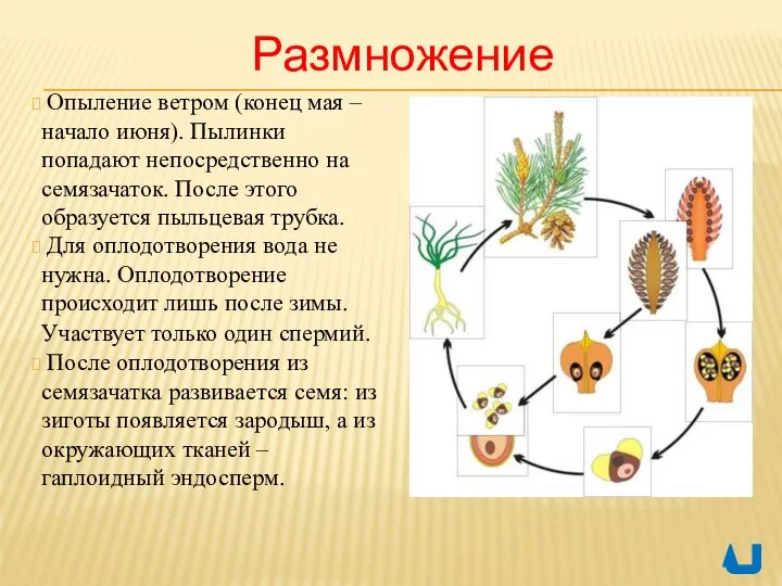 Размножение Опыление ветром (конец мая – начало июня). Пылинки попадают непосредственно на