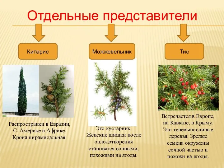 Отдельные представители Кипарис Можжевельник Тис Распространен в Евразии, С. Америке и Африке.