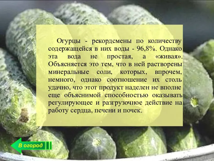 В огород Огурцы - рекордсмены по количеству содержащейся в них воды -