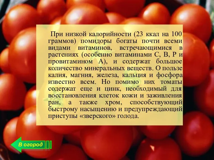 В огород При низкой калорийности (23 ккал на 100 граммов) помидоры богаты