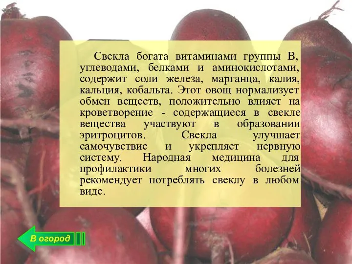 В огород Свекла богата витаминами группы В, углеводами, белками и аминокислотами, содержит