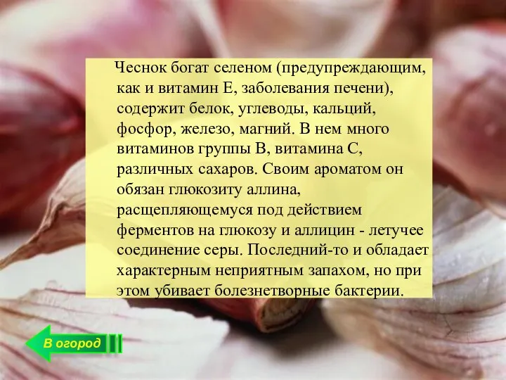 В огород Чеснок богат селеном (предупреждающим, как и витамин Е, заболевания печени),