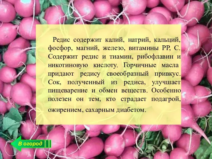 В огород Редис содержит калий, натрий, кальций, фосфор, магний, железо, витамины РР,