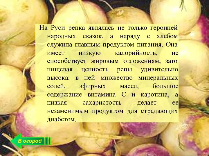 В огород На Руси репка являлась не только героиней народных сказок, а