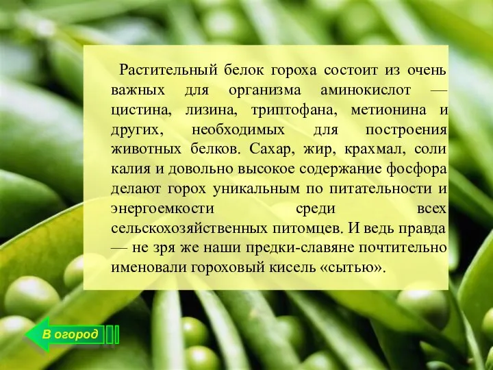 В огород Растительный белок гороха состоит из очень важных для организма аминокислот