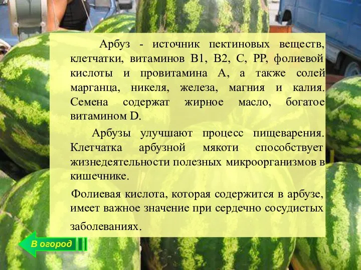 В огород Арбуз - источник пектиновых веществ, клетчатки, витаминов В1, В2, С,