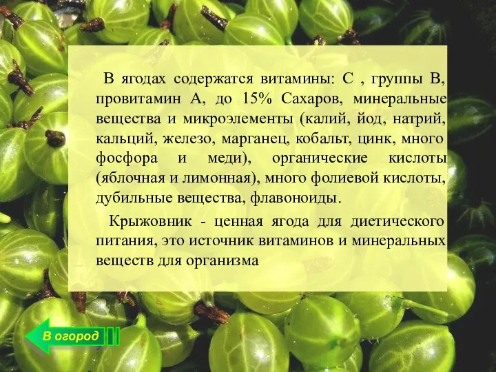 В огород В ягодах содержатся витамины: С , группы В, провитамин А,