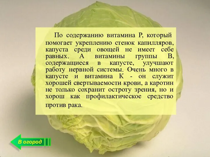 По содержанию витамина Р, который помогает укреплению стенок капилляров, капуста среди овощей