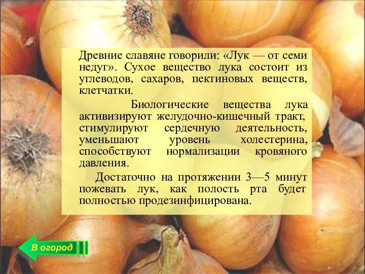 В огород Древние славяне говорили: «Лук — от семи недуг». Сухое вещество