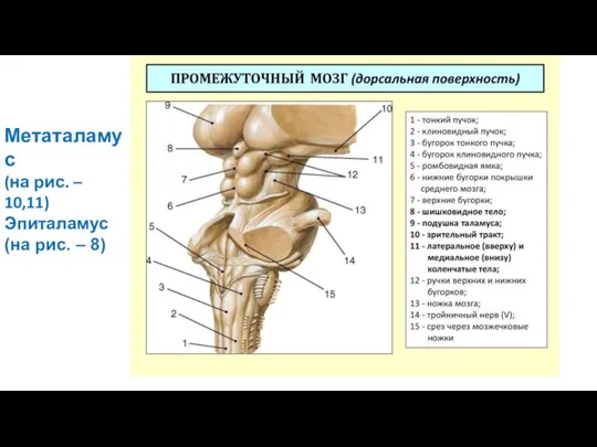 Метаталамус (на рис. – 10,11) Эпиталамус (на рис. – 8)