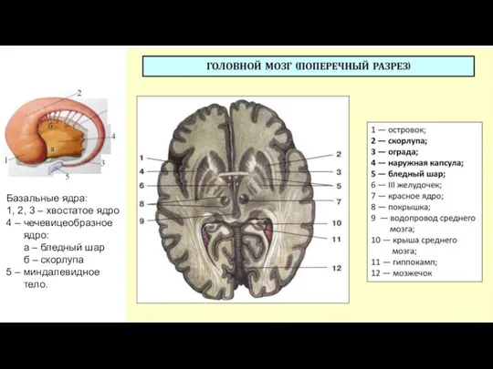 Базальные ядра: 1, 2, 3 – хвостатое ядро 4 – чечевицеобразное ядро: