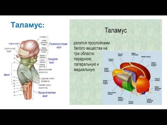 Таламус: