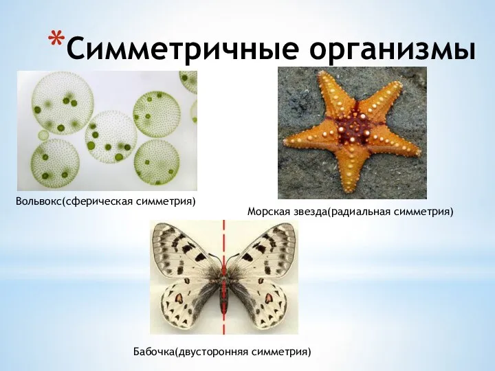 Симметричные организмы Вольвокс(сферическая симметрия) Морская звезда(радиальная симметрия) Бабочка(двусторонняя симметрия)