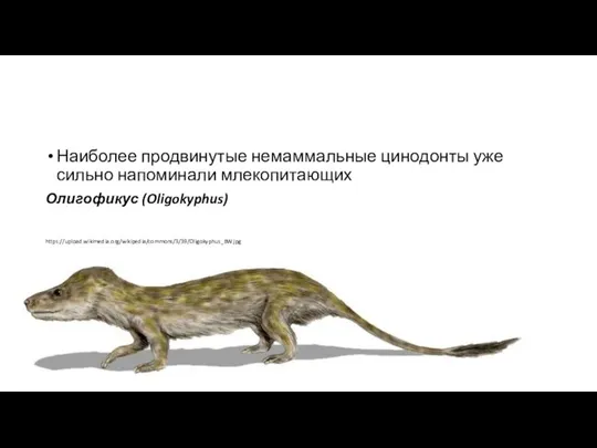 Наиболее продвинутые немаммальные цинодонты уже сильно напоминали млекопитающих Олигофикус (Oligokyphus) https://upload.wikimedia.org/wikipedia/commons/3/39/Oligokyphus_BW.jpg