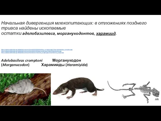 Начальная дивергенция млекопитающих: в отложениях позднего триаса найдены ископаемые остатки аделобазилевса, морганукодонтов,