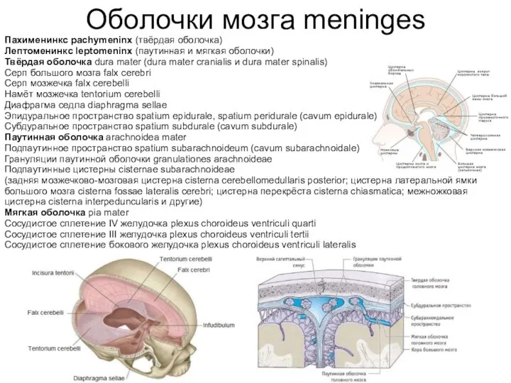 Оболочки мозга meninges Пахименинкс pachymeninx (твёрдая оболочка) Лептоменинкс leptomeninx (паутинная и мягкая