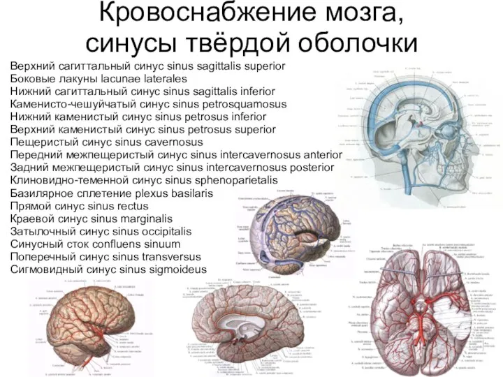 Кровоснабжение мозга, синусы твёрдой оболочки Верхний сагиттальный синус sinus sagittalis superior Боковые