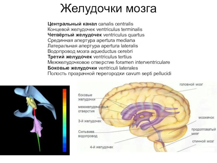 Желудочки мозга Центральный канал canalis centralis Концевой желудочек ventriculus terminalis Четвёртый желудочек
