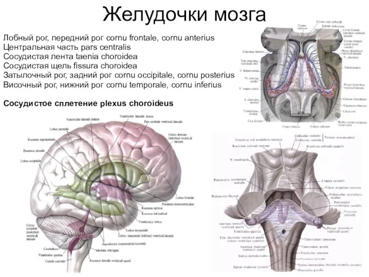 Желудочки мозга Лобный рог, передний рог cornu frontale, cornu anterius Центральная часть