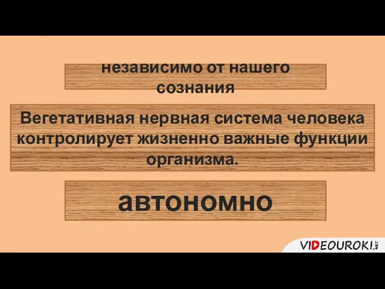 Вегетативная нервная система человека контролирует жизненно важные функции организма. независимо от нашего сознания автономно