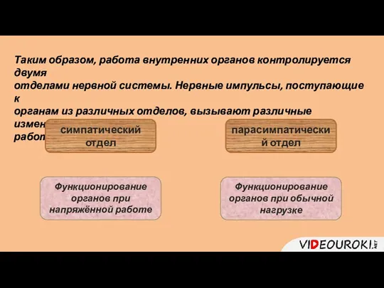 Таким образом, работа внутренних органов контролируется двумя отделами нервной системы. Нервные импульсы,